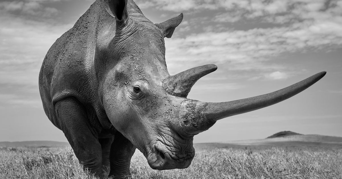 True wildlife